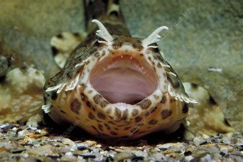 Carpet Shark Stock Image Z6000162 Science Photo Library