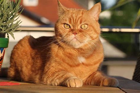 Gato Británico De Pelo Corto Características Y Carácter Razas De Gatos