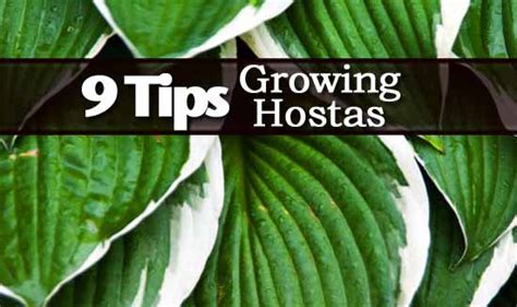 Hostas are easy to grow, tolerate a variety of soils and even take full to part shade. 9 Tips For Growing Hosta Plants