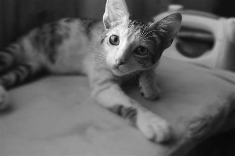 Black And White Photo Of Cat · Free Stock Photo