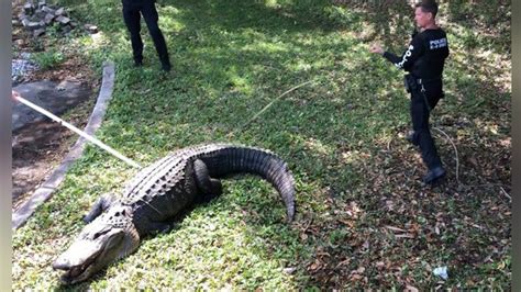 Gator Weighing Over 700 Pounds Caught In South Florida