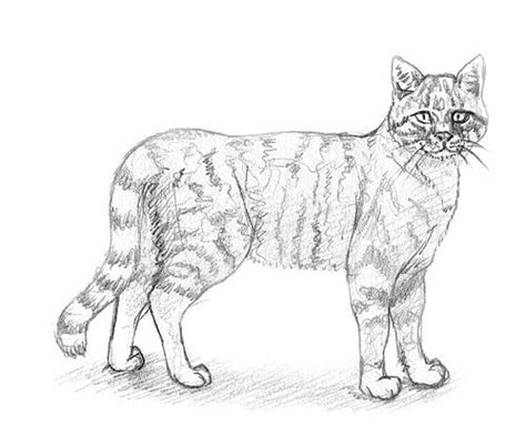 Eine Katze Malen Und Zeichnen Katze Zeichnen Katze Malen