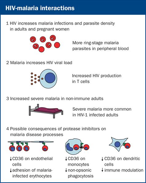 Hiv 1 Antiretroviral Therapy And Malaria The Lancet