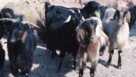 Signs And Symptoms Of Upper Respitory Infection In Goats