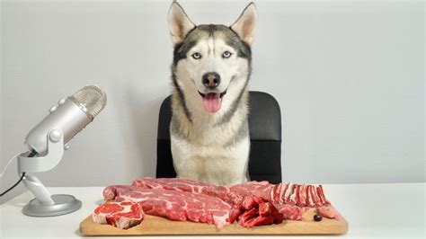 Can A Dog Eat Raw Hamburger