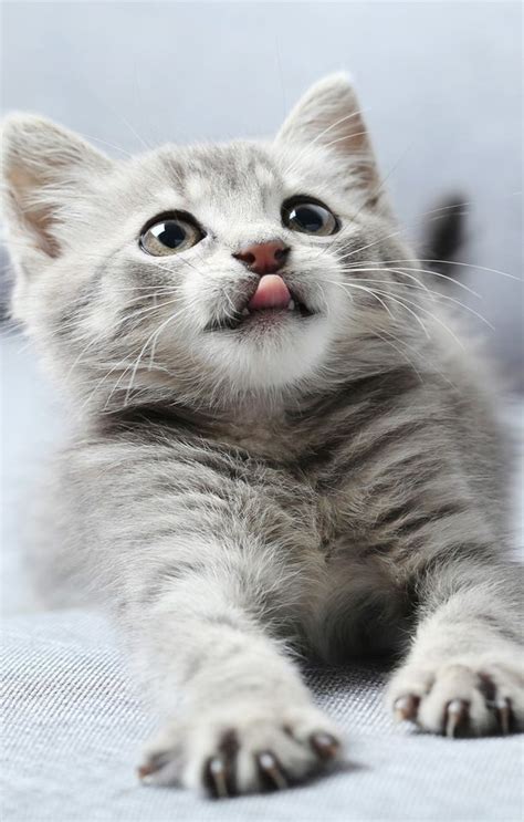 Cute Cat 14 Photos Cute Animal In The World In 2020 Kittens Cutest