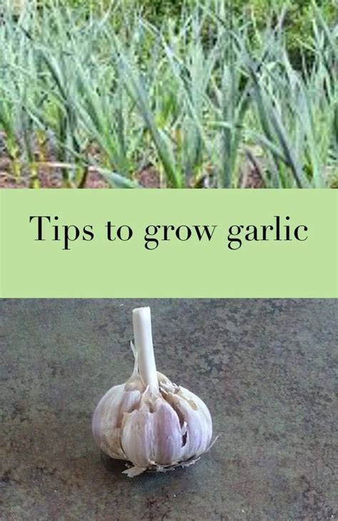 How To Grow Garlic Garlic Growing A Garlic Bulb Backyard Vegetable