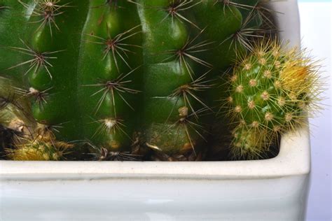 What To Do With Barrel Cactus Pups Tips For Propagating A Barrel Cactus
