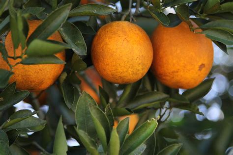 Oranges Growing On A Tree In Florida Photograph By Nadine Mot Mitchell