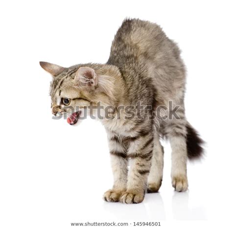 Frightened Kitten Isolated On White Background Stock Photo Edit Now