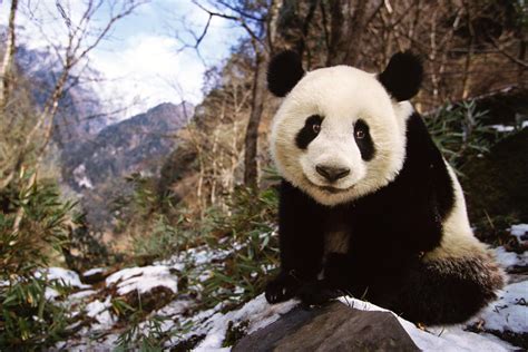 Wild Panda Population Up Dramatically In China Government