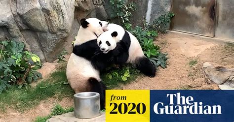 Hong Kongs Pandas Mate For First Time In Decade In Privacy Of