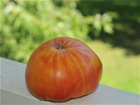 The pineapple tomato is a unique and interesting type of tomato. Pineapple Tomato seeds | Baker Creek Heirloom Seeds