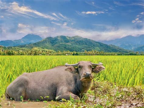 Carabao National Animal Philippines Stock Photos Free And Royalty Free
