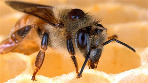 Planting bee forages for honeybee nutrition can offer significant benefits to the industry and society as a whole. Honeybees - Attract Bees