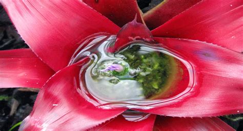 How To Take Care Of Your Indoor Bromeliads Bromeliad Society Of New