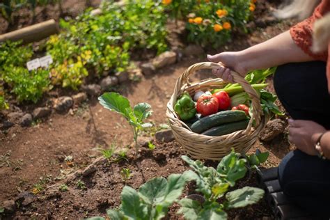 Cr Er Son Potager Guide Complet Pour Cultiver Un Jardin Productif La Maison