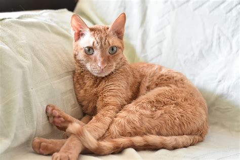 9 Curly Haired Cat Breeds With Looping Locks Great Pet Care