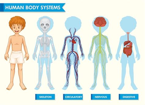 Infográfico Médico Científico Dos Sistemas Do Corpo Humano Vetor Grátis