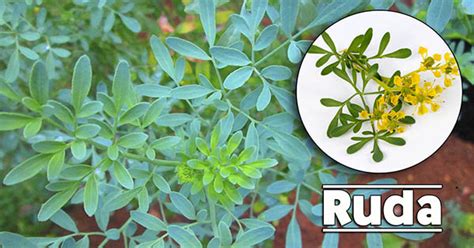 Son más fáciles de identificar para. Mhoni Vidente Predicciones - Inicio