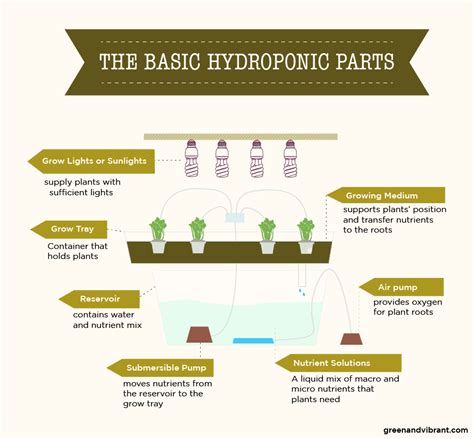 The Basic Hydroponic Parts For Plants And How They Are Used To Grow Them