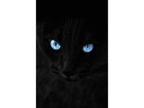 Merveilleux Chats Noirs D Couvrez Photos Magnifiques Chat Noir