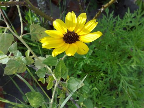Little Yellow Flower A Little Yellow Flower On A Garden In Manas