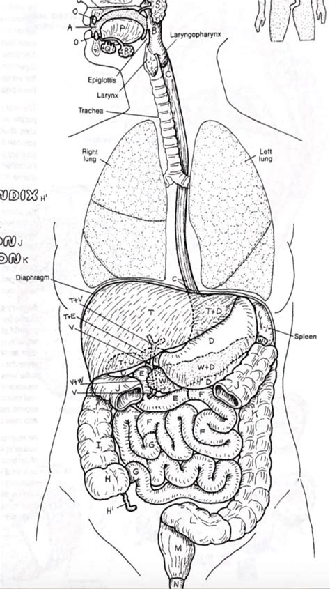 Digestive System Diagram Diagram Quizlet