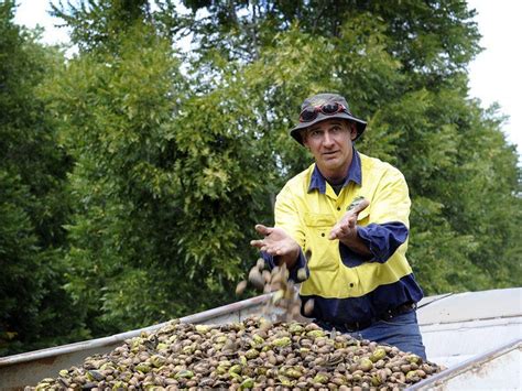 Stahmanns Pecan Nut Farm Moree Accommodation Artesian Spa Moree