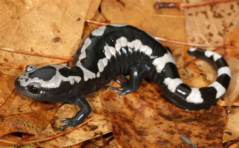 Deadly Fungus Threatens Us Salamanders The Simmons Voice