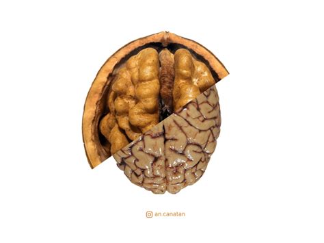 Walnut Vs Brain Rpics