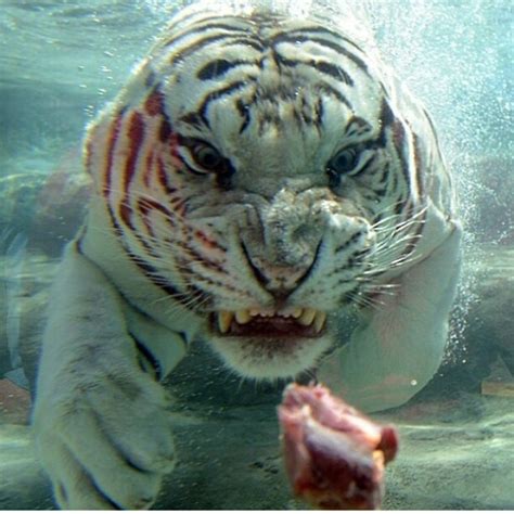 Majestic White Tiger Diving For Food Scarey Looking Isnt He Animals