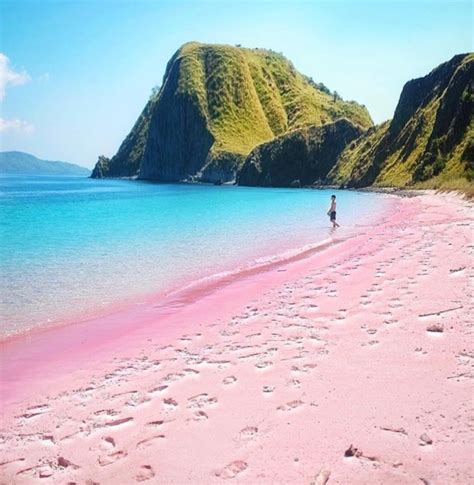 Bak Surga Tersembunyi Lombok Pink Beach Wisata Alam Yang Cantik Dengan