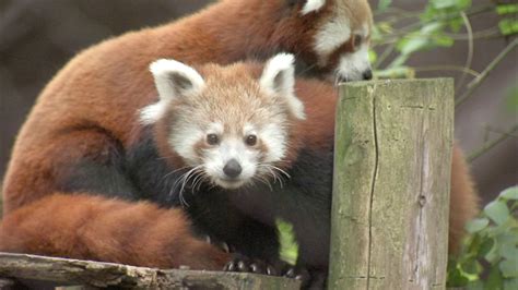 Red Panda Cubs Make Philadelphia Zoo Debut Need Names 6abc Philadelphia