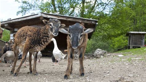 Raritätenzoo Ebbs Dierentuin Tirol In Oostenrijk