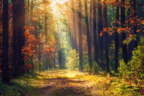 Best Autumn Forest Stock Photos Pictures And Royalty Free Images Istock