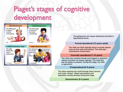 Ppt Human Development Cognitive Development Powerpoint Presentation