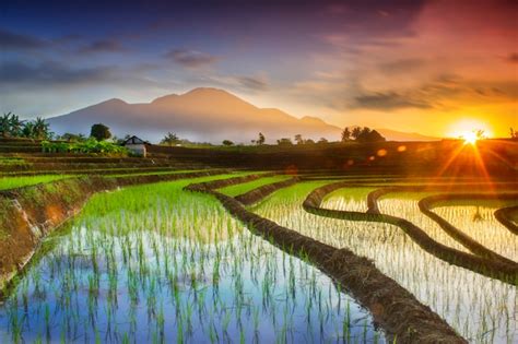 Premium Photo Natural Portraits Of Rice Fields And Mountains In