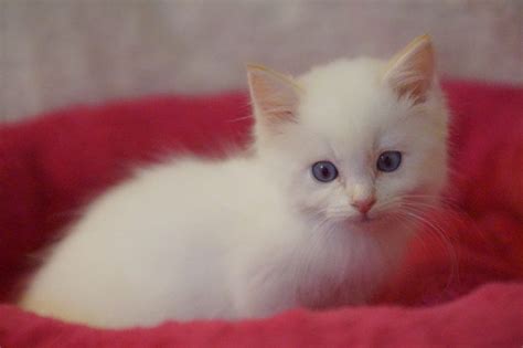 Sehr gut erhaltene figur zum aufhängen aus polyresin, ca. orange ragdoll kittens for sale - Ragdoll Kittens For Sale