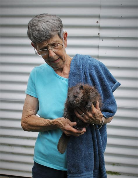 This Baby Beaver Has Been In Our Care For A Week Now And Is Finally