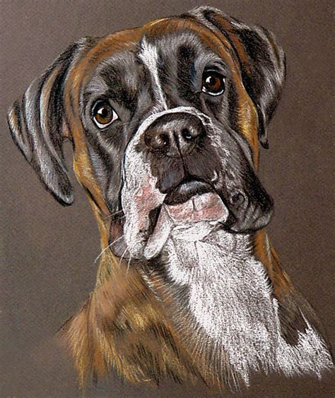 Boxer Drawing Boxer Dogs Art Puppy Art Dog Paintings