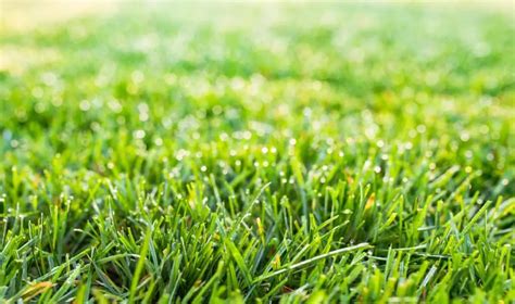 The Benefits Of Fescue Grass A Guide To Growing A Healthy Lawn