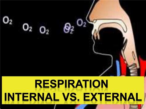 PPT RESPIRATION Internal Vs External PowerPoint Presentation Free Download ID