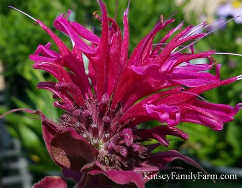Here we've chosen to present our selection so as to emphasize the diversity and the visual appeal of the specimens available. Perennial Bee Balm Plants Kinsey Family Farm Kinsey Family ...