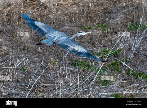 Flying Great Blue Heron Hi Res Stock Photography And Images Alamy