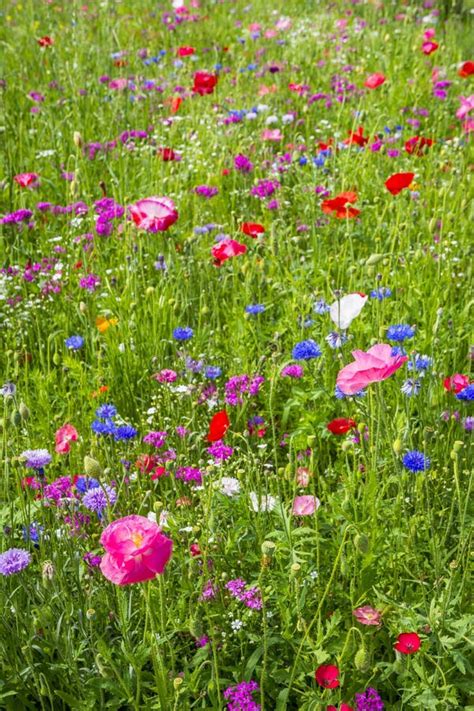 Colorful Flowers In The Green Meadow Stock Photo Image Of Flowers