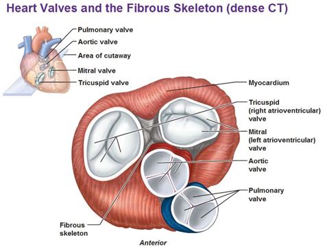 Heart Valves And Fibrous Skeleton Mitral Valve Tricuspid