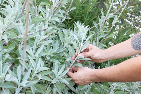 How To Harvest Garden Sage How To Plant Grow And Harvest Sage The