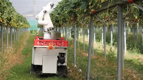 The Strawberry Picking Robots Doing A Job Humans Wont Bbc News