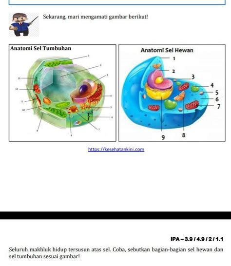 Hewan pun dengan demikian juga memiliki berbagai aneka ragam jenisnya, yang berdasarkan mulai dari bentuk, ukuran, struktur bagian luar maupun dalam. Gambar Sel Hewan Animasi : Cara Gambar Sel Hewan Dan ...